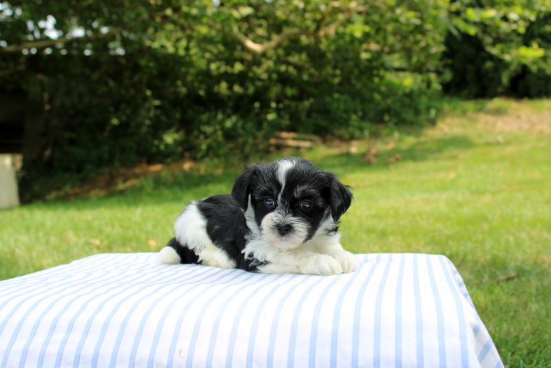 puppy, for, sale, Shi-Poo, Matthew B. Stoltzfus, dog, breeder, Gap, PA, dog-breeder, puppy-for-sale, forsale, nearby, find, puppyfind, locator, puppylocator, aca